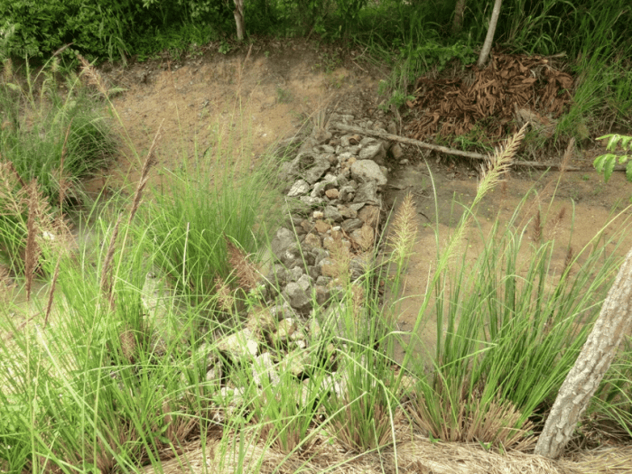 Grass : erosion :: dam :