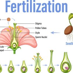 Flower pollination gizmo answer key