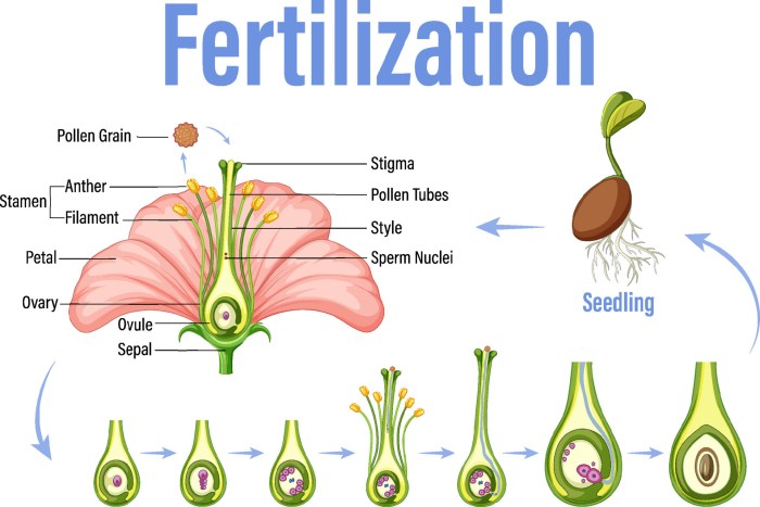 Flower pollination gizmo answer key