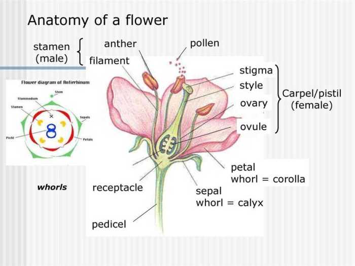 Flower pollination gizmo answer key