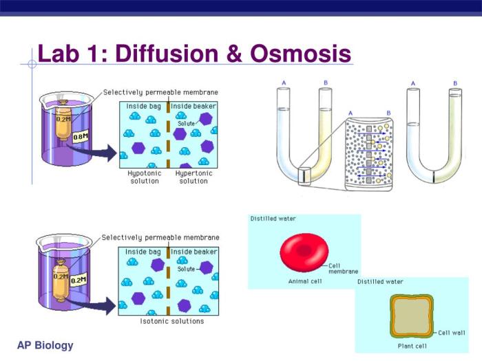 Diffusion and osmosis ap bio lab