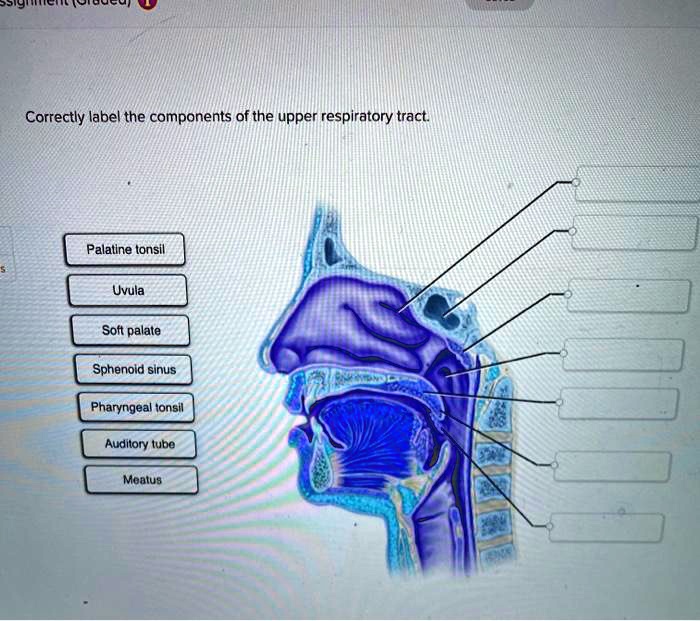 Correctly respiratory tract uvula transcribed