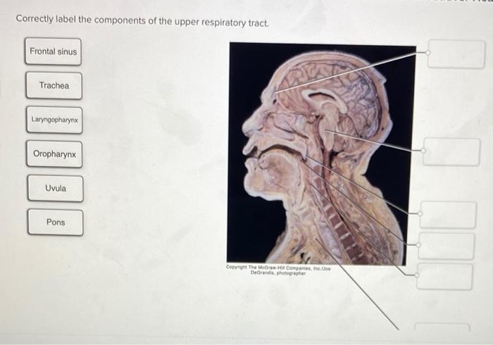 Correctly tract respiratory larynx