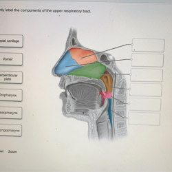 Correctly label the components of the upper respiratory tract.