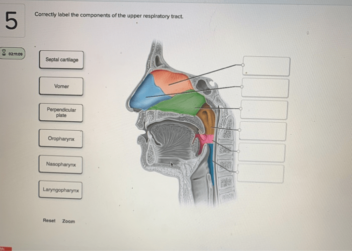 Correctly label the components of the upper respiratory tract.