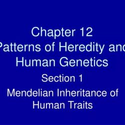 Chapter 12 patterns of heredity and human genetics