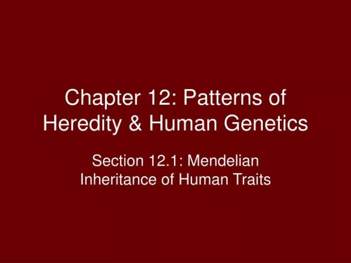 Human heredity patterns development